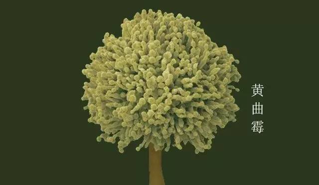 黑龍江9人聚餐致7死的‘幕后黑手’——黃曲霉菌，你get多少